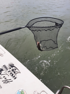 Perch fishing fun on Lake Erie!